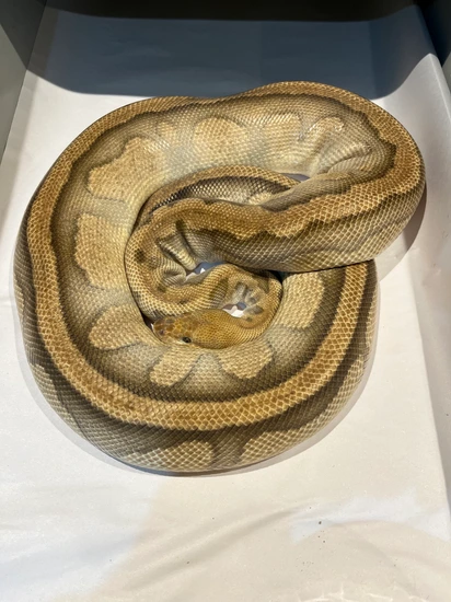 Clown Genetic Stripe Ball Python by Pete frost