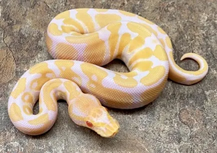 Albino Ball Python by Vesper Ball Pythons