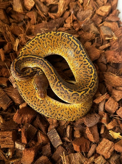 Monsoon Ball Python by VetBalls, Pete Emmons