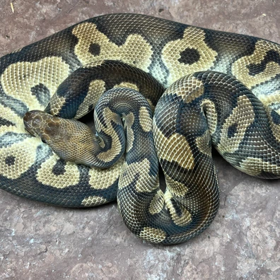 Mahogany Clown Ball Python - male for sale from Simon Christensen