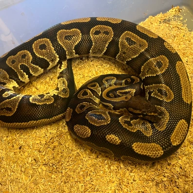 Mahogany 100% Het Clown Ball Python - female for sale from Simon Christensen