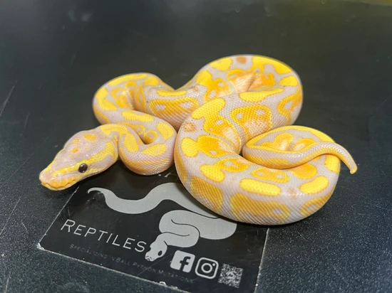 Banana Ball Python by Villarino reptiles