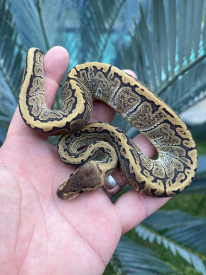 GHI PIN DH DG Hypo Ball Python by GSR