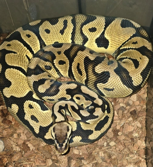 Pastel Het Desert Ghost Het Pied 66% Het Sunset Ready To Breed Ball ...