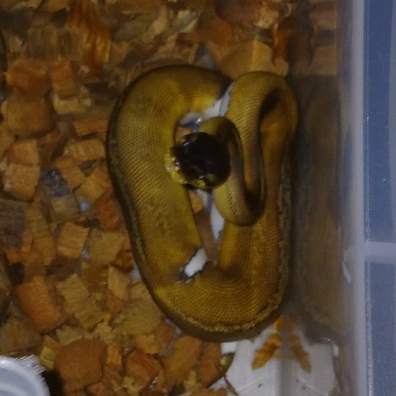 Sunset Pied Het Albino Ball Python - female for sale from Rhys' Reptiles