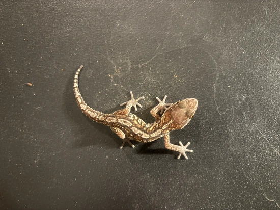 Pitus Gecko Pictus Geckos More Gecko by Urban Reptiles