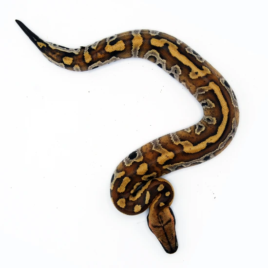 Python Brongersmai (Bangka Red Blood Python) by Viperia