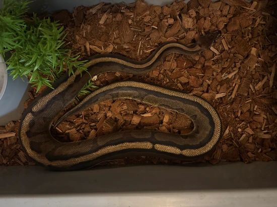 Phythons Ink Genetic Stripe 66%het Hypo50%het Clown Ball Python by VIP Ink & Exotics
