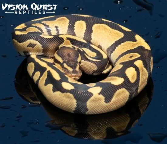 Orange Dream Chocolate Het Desert Ghost Possible Fire Ball Python by ...