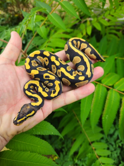 YB Or Gravel DG + Possible Dinker Gene Ball Python by Vivid Skin Reptiles