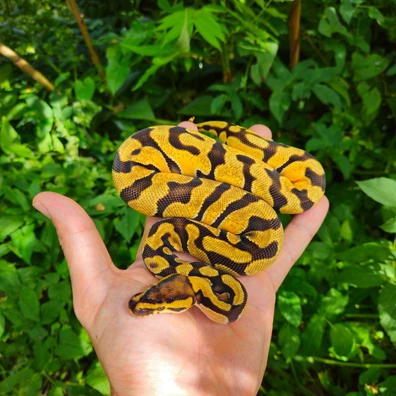 Nr Mandarin OD Enchi Het Clown