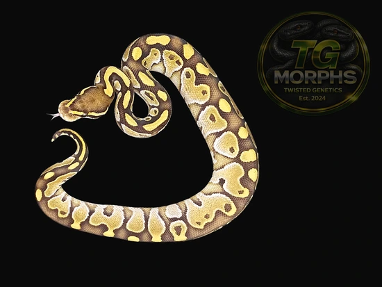 Butter 01 Ball Python by Twisted Genetics