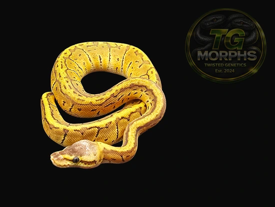 Lemon Blast 01 Ball Python by Twisted Genetics