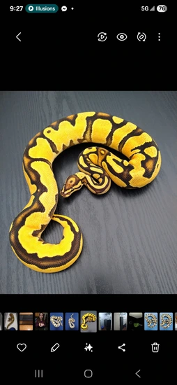 Super Orange Dream Fire 💯 Het Clown Ball Python by VooDoo Pythons
