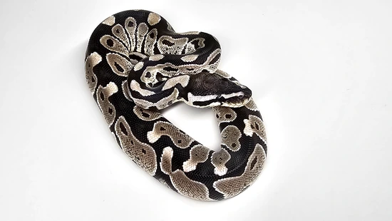 Axanthic 100% Het Clown Ball Python by VP. Pythons and Exotics