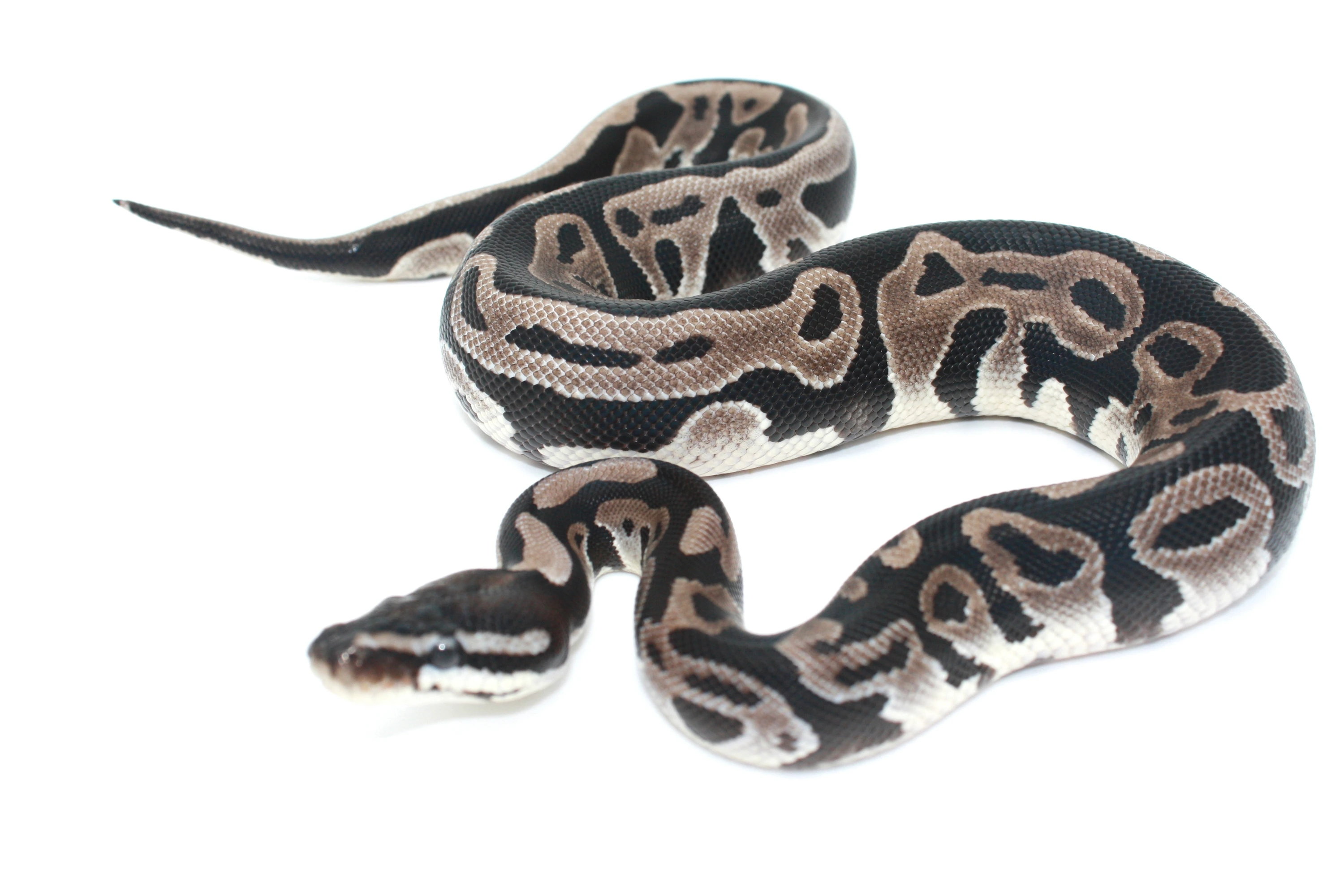 Leopard Vpi Axanthic 50% Het Pied Ball Pythons by RMLA Exotic