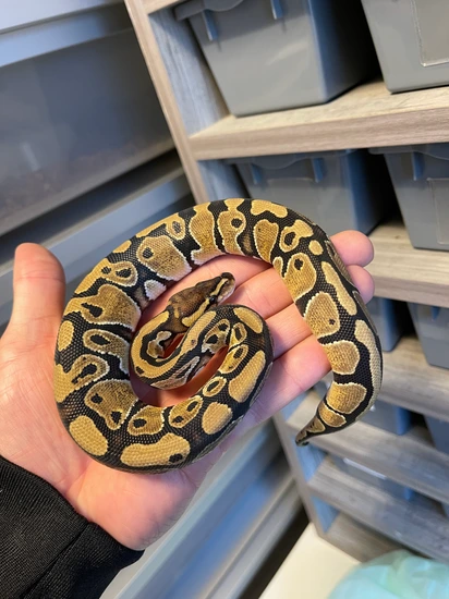 Normal Ball Python by Jwreptiles