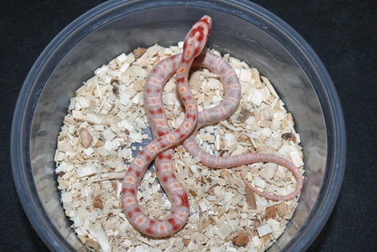 Extreme Reverse Okeetee Corn Snake by Wards World Of Reptile Propagation
