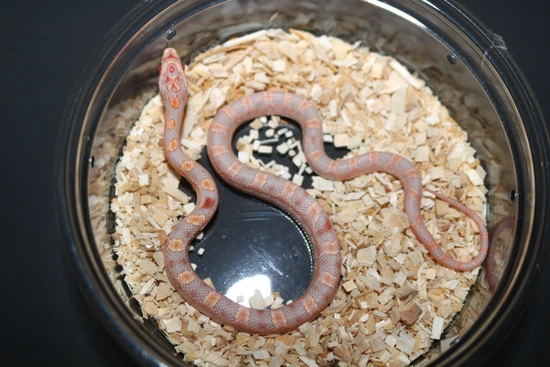 Extreme Reverse Okeetee Corn Snake by Wards World Of Reptile Propagation