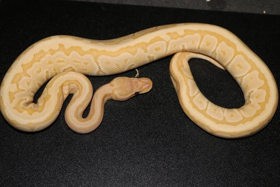Ultramel Jigsaw Ball Python by Wards World Of Reptile Propagation