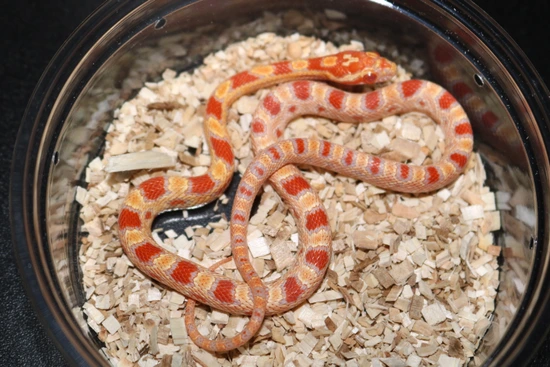 Reverse Okeetee Corn Snake by Wards World Of Reptile Propagation