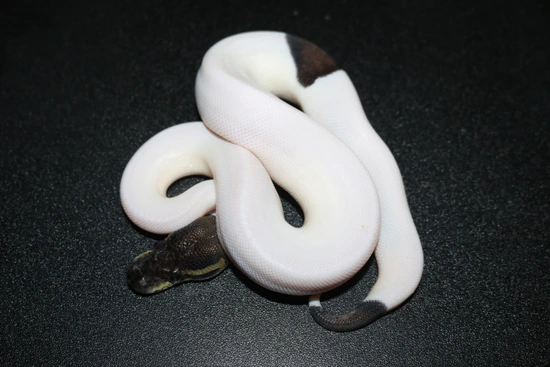 Onyx Pied Ball Python by Wards World Of Reptile Propagation