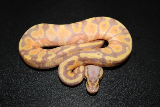Banana Fire Ball Python by Wards World Of Reptile Propagation