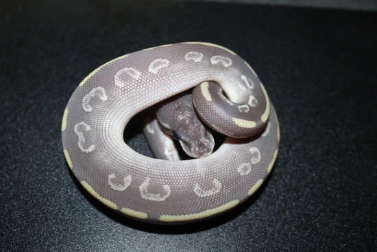 Super Phantom Ball Python by Wards World Of Reptile Propagation