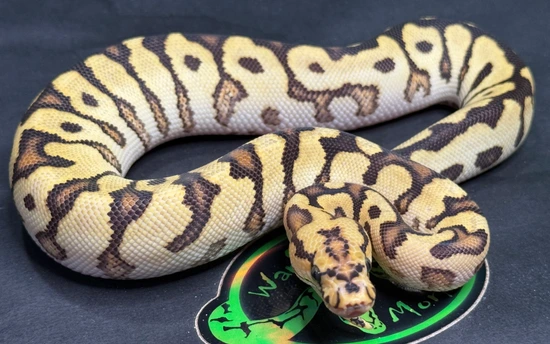 Spotnose Fire Clown Ball Python by Warfel's Morphs