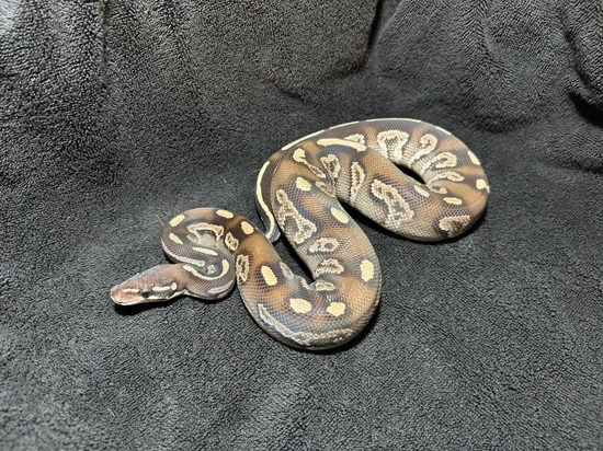 Blackhead Phantom Spark Ball Python by War Machine Exotics