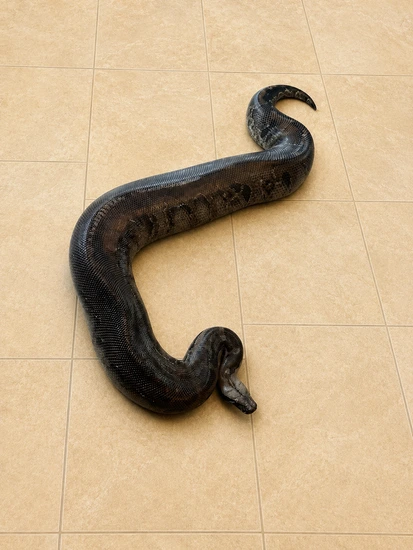 Chrome Head Sumatran Short-Tailed Sumatran Short-Tailed Python by War ...