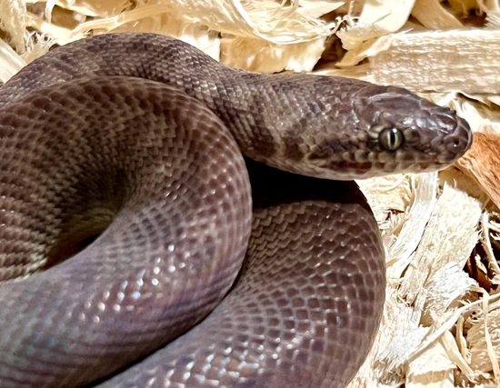 Bill Booth Python Male 66% Poss Het EU T+ Children's Python by The Boa Booth