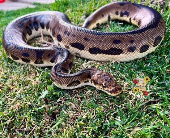 Church Police Python Leopard Clown 💯 Het Pied {Proven} Ball Python by Church’s Pythons