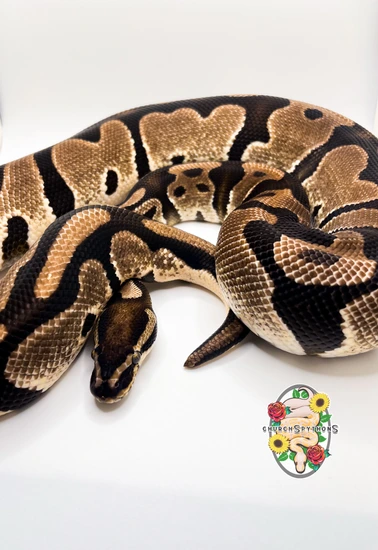 Church Police Python Orange Dream Yellowbelly 💯 Pied 🌻Proven🌹 Ball Python by Church’s Pythons