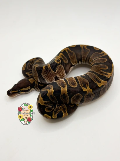 Church Police Python GHI DH Hypo/DG Ball Python by Church’s Pythons
