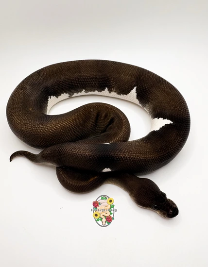 Church Police Python Black Pastel Cinnamon {8Ball} DH Pied/Lavender Albino Ball Python by ...