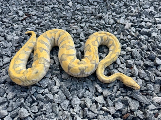 Hypo Pastel Butter Enchi Ball Python by Wayne grandy