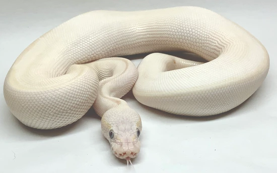 Pastel Phantom Butter Ball Python by Phoenix Royals