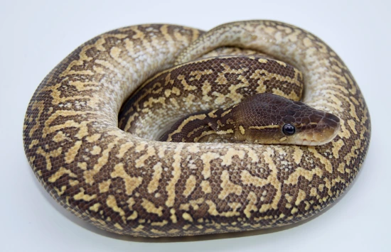 Mojave Monsoon Ball Python by Triangle Reptile and Rodents