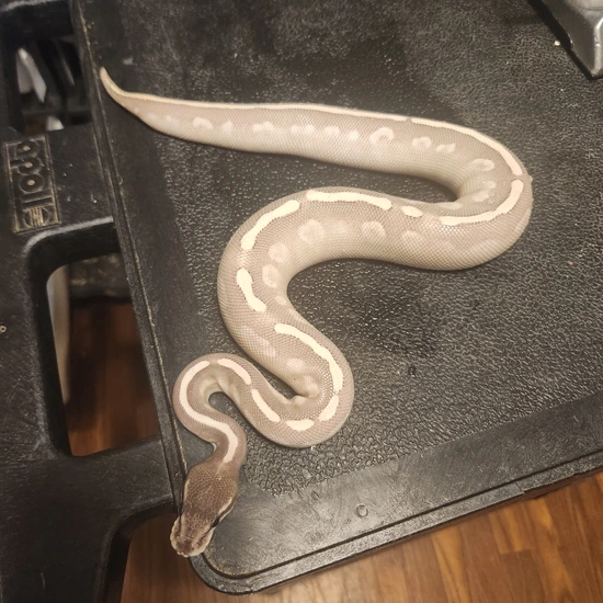 Mystic Special Het Monsoon Ball Python by Triangle Reptile and Rodents
