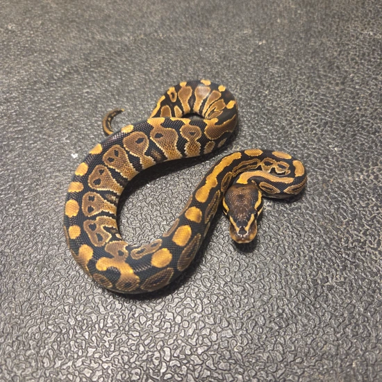 Het Monsoon Ball Python by Triangle Reptile and Rodents