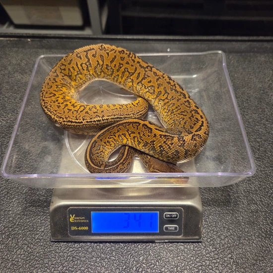 Monsoon Ball Python by Triangle Reptile and Rodents
