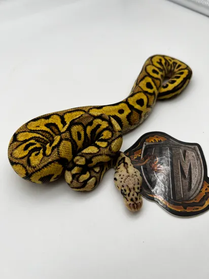 YB Spotnose Pas Clown Ball Python by Valor Morphs LLC