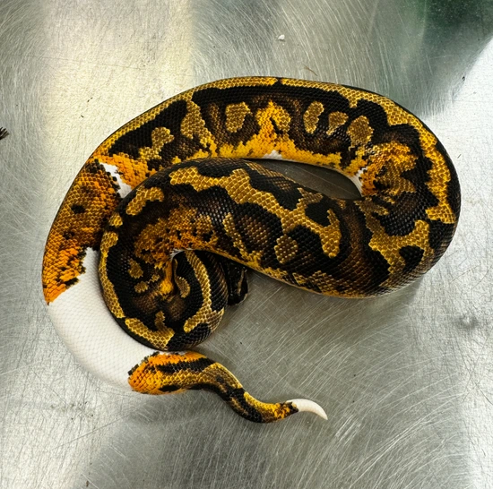 Asphalt Piebald Ball Python by Valor Morphs LLC