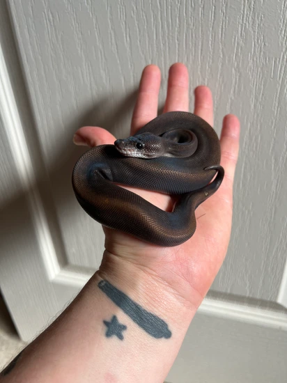 Caldwell Python Super Mahogany Combo Ball Python by Caldwell Scales