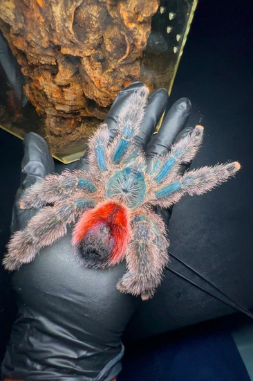 Avicularia Variegata - Giant Blue/Red Grizzled PinkToe - Female 2.5+ Inch!  Tarantulas by Westsidereptiles LLC - MorphMarket