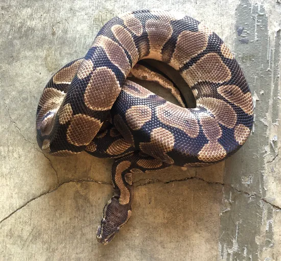 Normal Ball Python by Crystal Fire Pythons