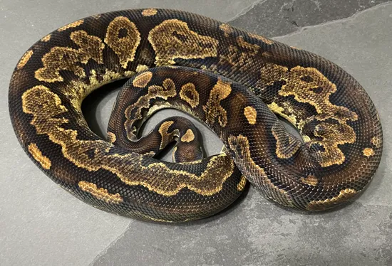 Mad Mom Python Sapphire Calico Yellowbelly Ball Python by Mad Mac Pythons