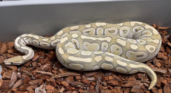 Mad Mom Python Hypo Chocolate Butter Orange Dream Ball Python by Mad Mac Pythons