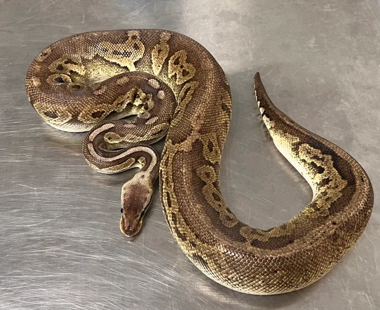 Mad Mom Python Sandblast Pewter YB 66% Het Pied PROVEN BREEDER Ball Python by Mad Mac ...